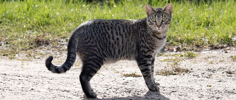 chat Mau égyptien